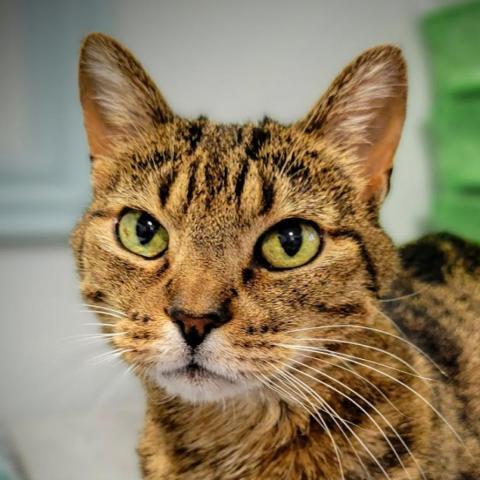 Kermie, an adoptable Domestic Short Hair in Sheridan, WY, 82801 | Photo Image 1