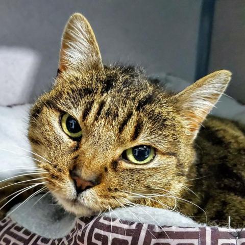 Kermie, an adoptable Domestic Short Hair in Sheridan, WY, 82801 | Photo Image 2