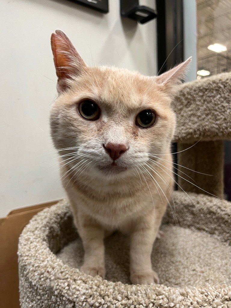 Beau, an adoptable Domestic Short Hair in Ballwin, MO, 63011 | Photo Image 1