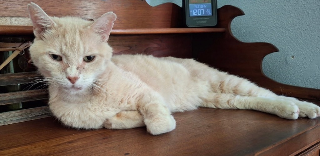 Beau, an adoptable Domestic Short Hair in Ballwin, MO, 63011 | Photo Image 1