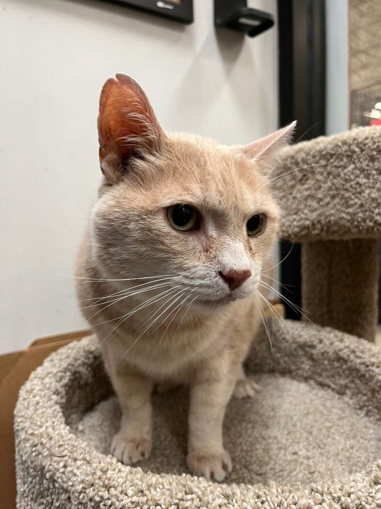 Beau, an adoptable Domestic Short Hair in Ballwin, MO, 63011 | Photo Image 3