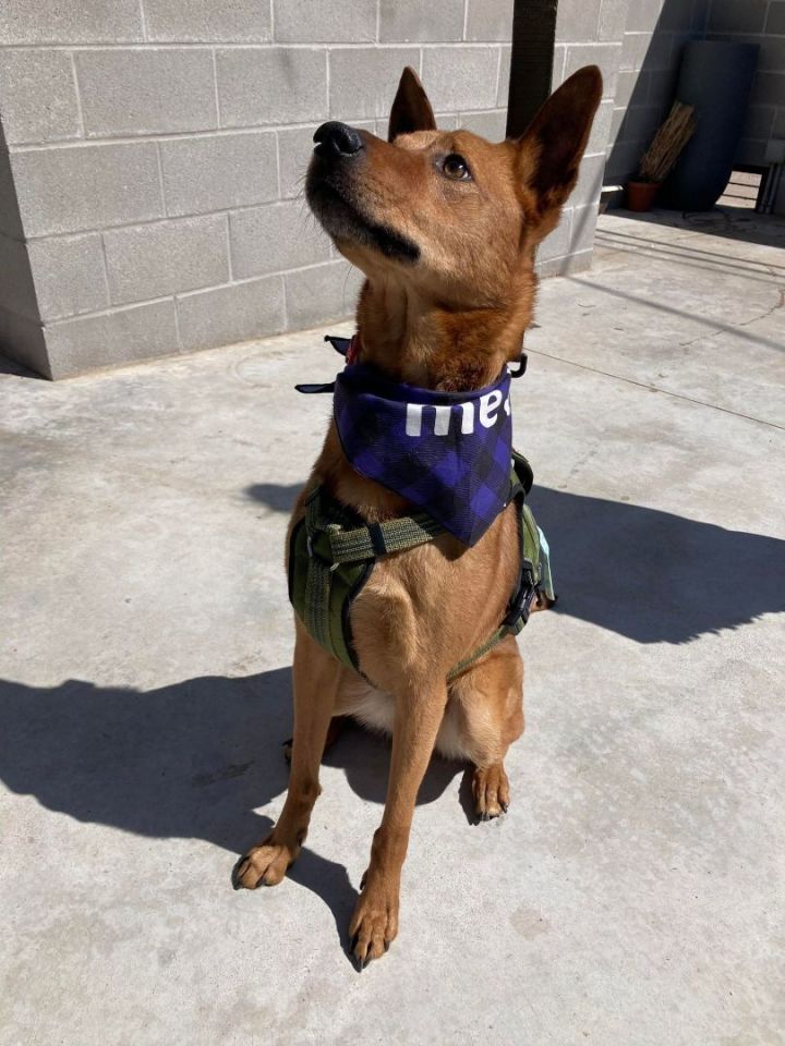 Ethan, an adoptable German Shepherd Dog Mix in Oklahoma City, OK_image-5
