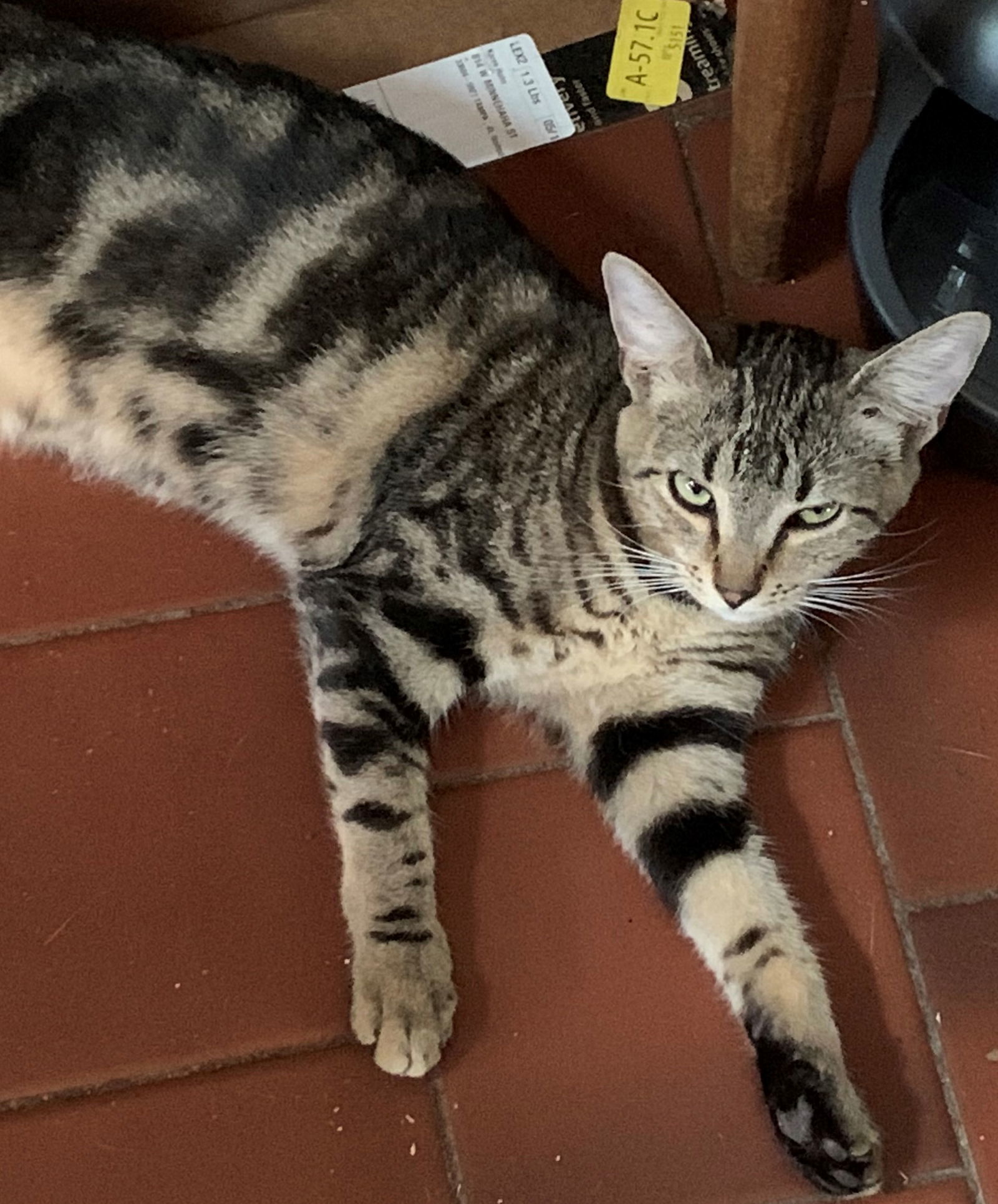 Leia, an adoptable Domestic Short Hair in Tampa, FL, 33605 | Photo Image 1