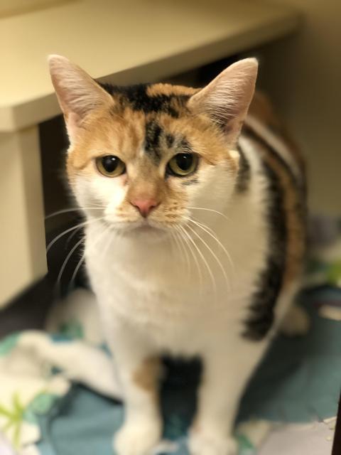 Patches - update! adopted! 1