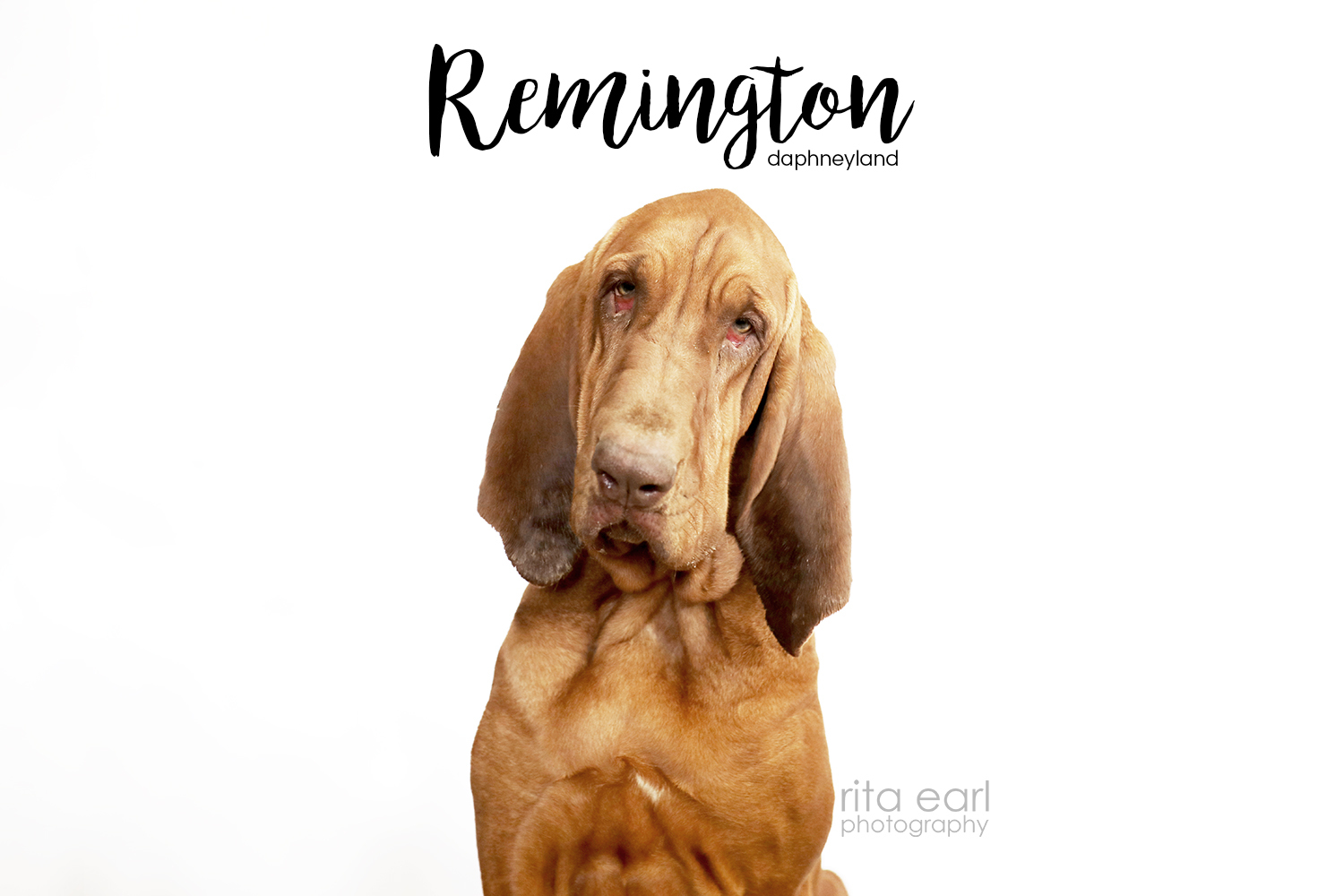 Remington, an adoptable Bloodhound in Acton, CA, 93510 | Photo Image 1