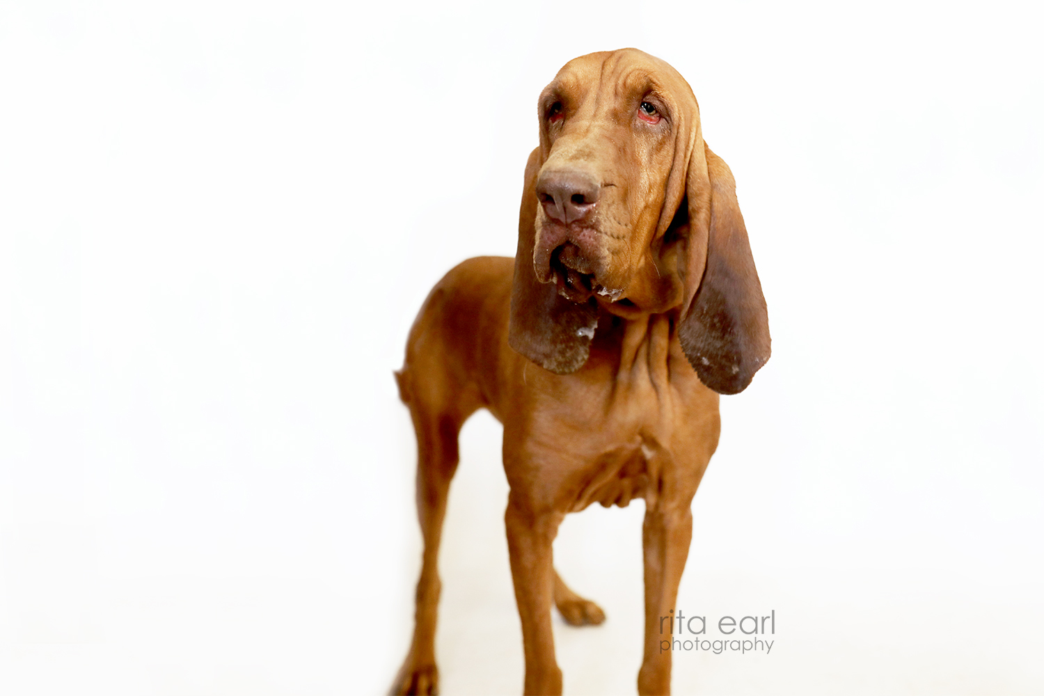 Remington, an adoptable Bloodhound in Acton, CA, 93510 | Photo Image 3