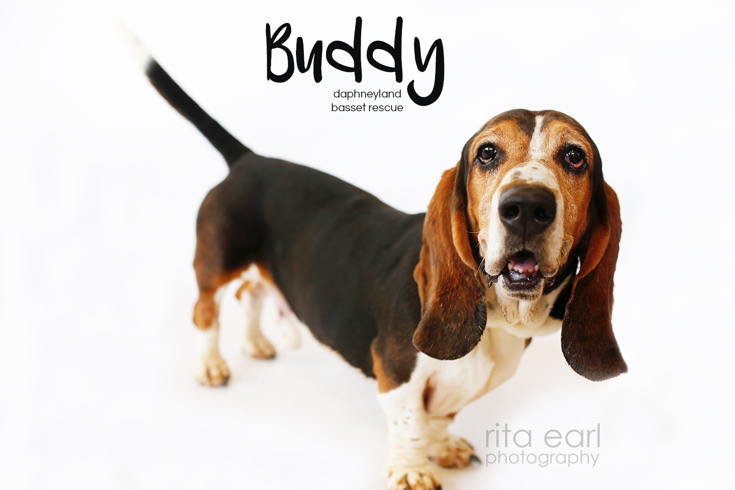 Buddy, an adoptable Basset Hound in Acton, CA, 93510 | Photo Image 2