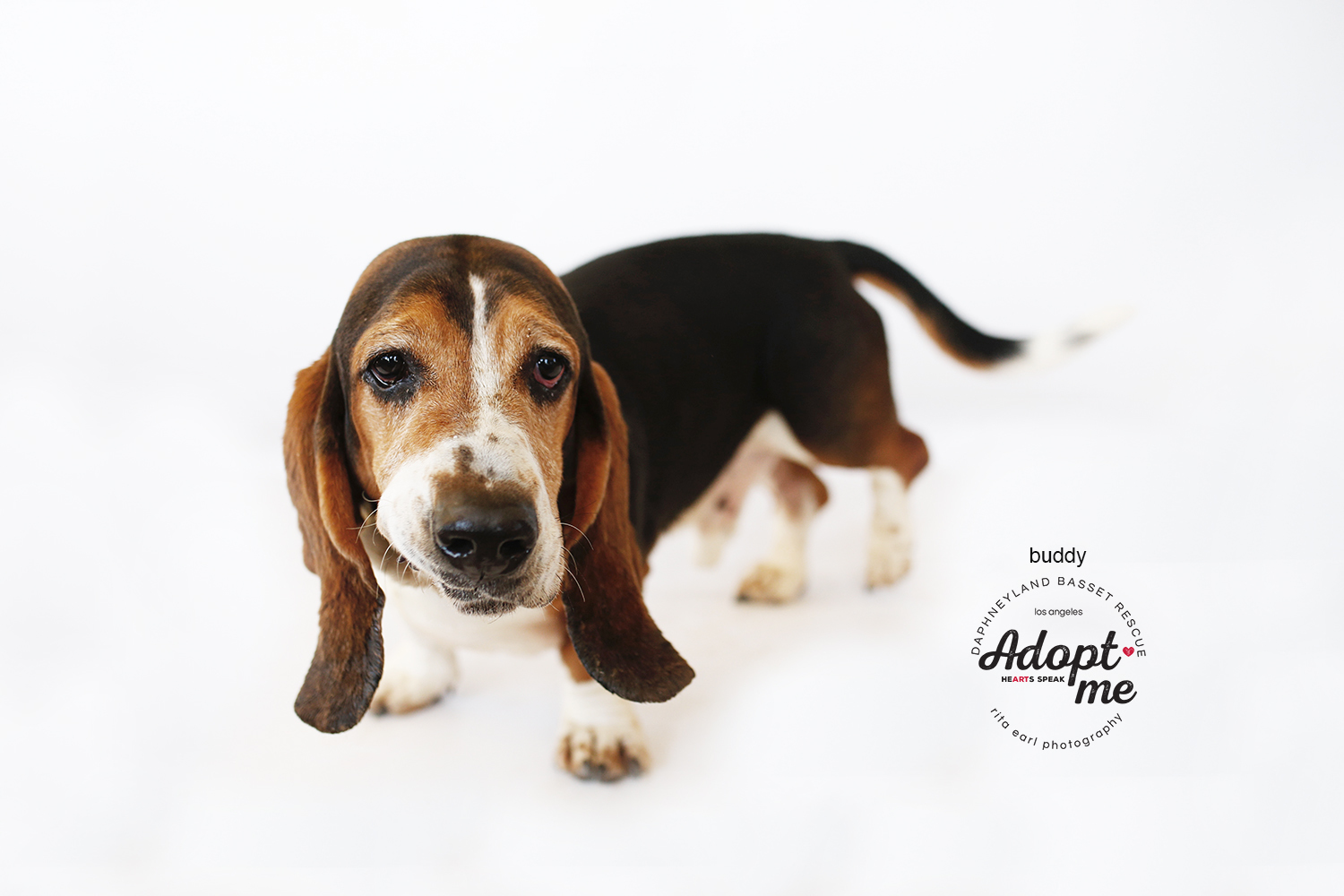 Buddy, an adoptable Basset Hound in Acton, CA, 93510 | Photo Image 3