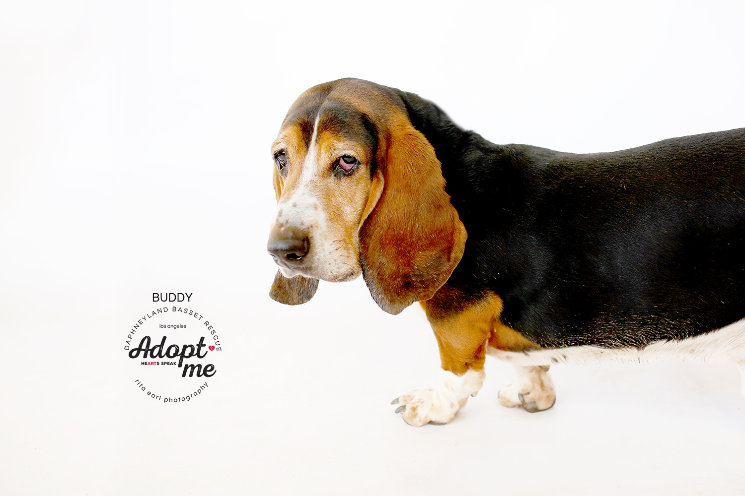 Buddy, an adoptable Basset Hound in Acton, CA, 93510 | Photo Image 4