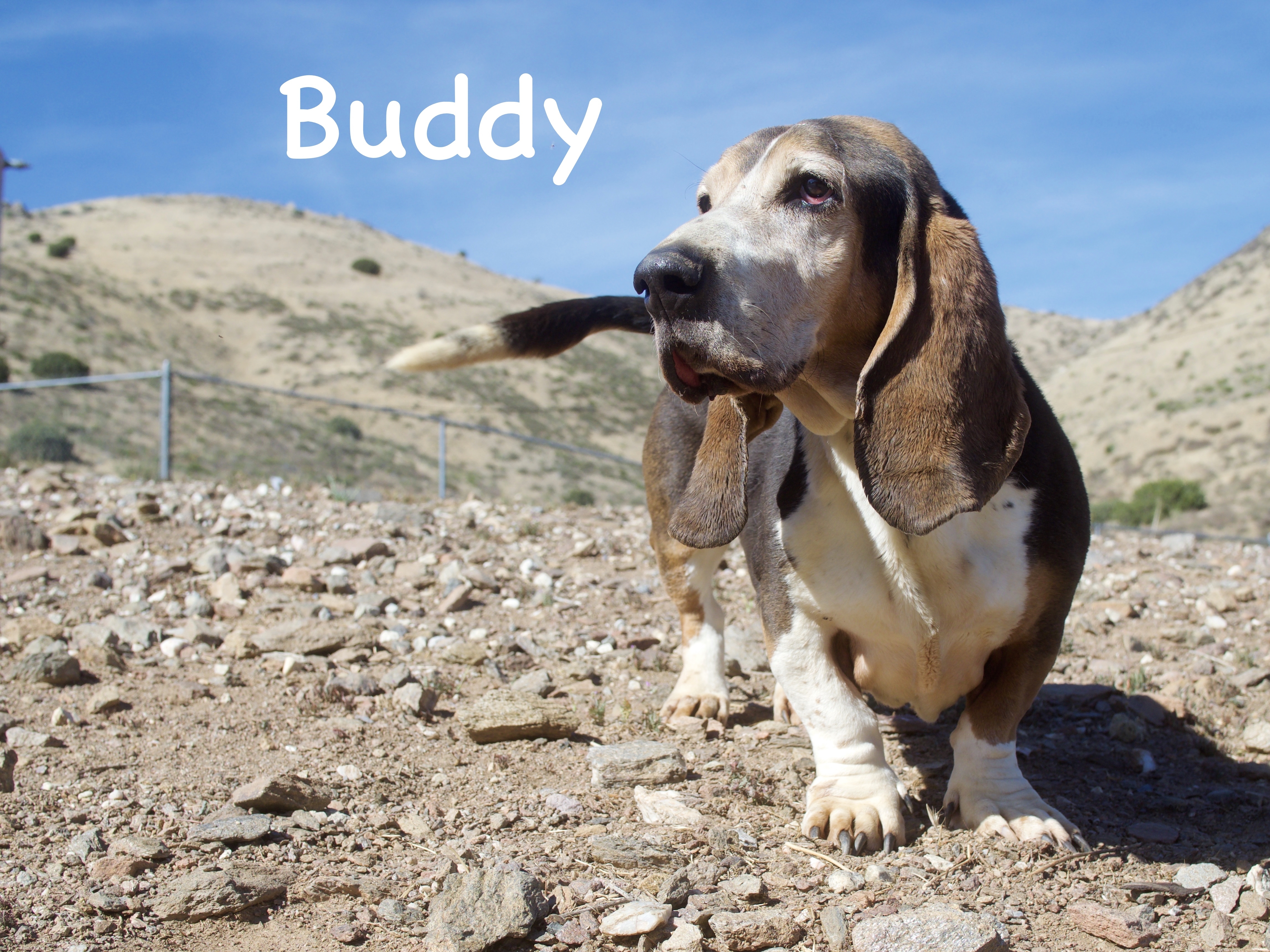 Buddy, an adoptable Basset Hound in Acton, CA, 93510 | Photo Image 1