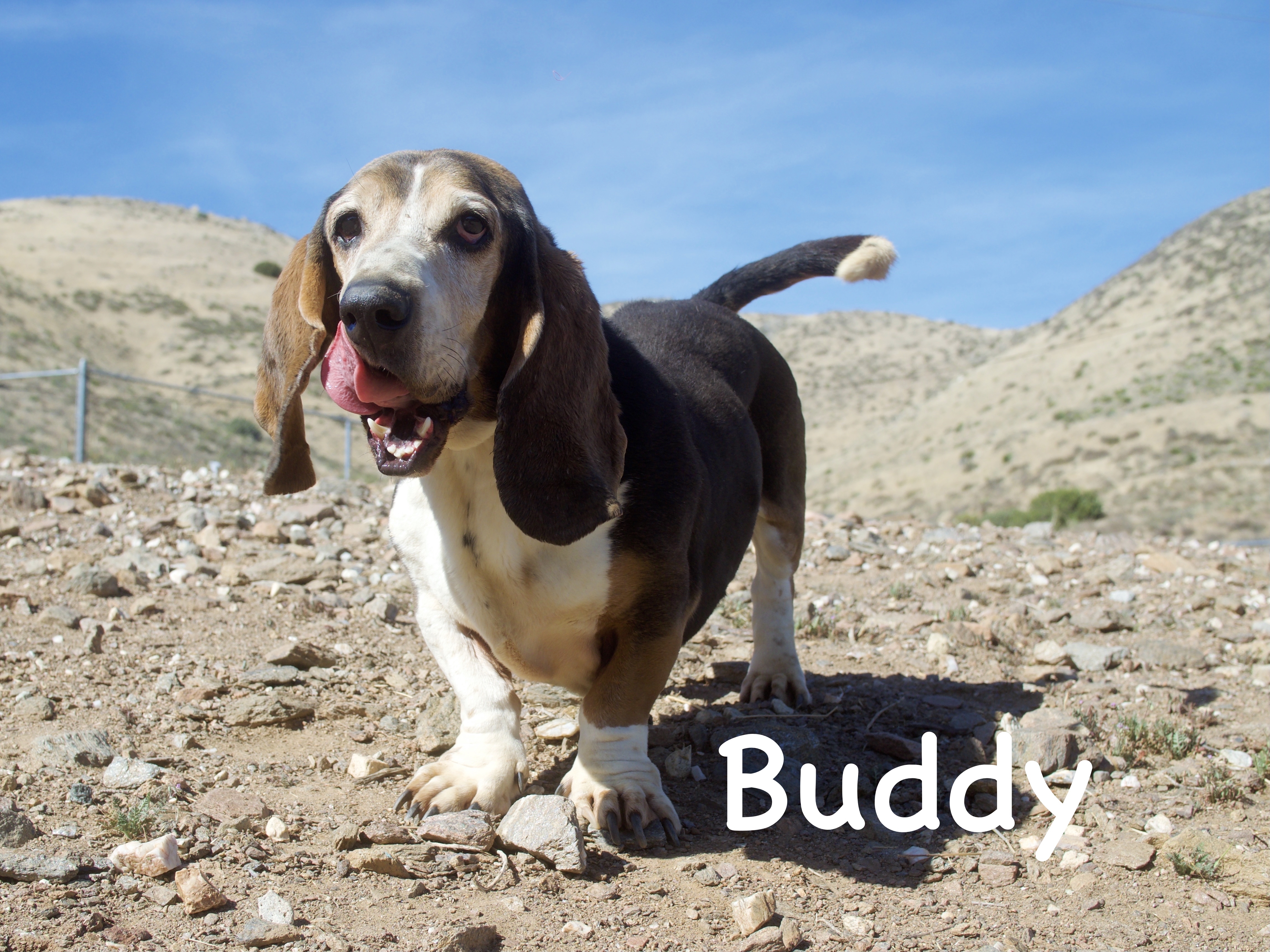 Buddy, an adoptable Basset Hound in Acton, CA, 93510 | Photo Image 6