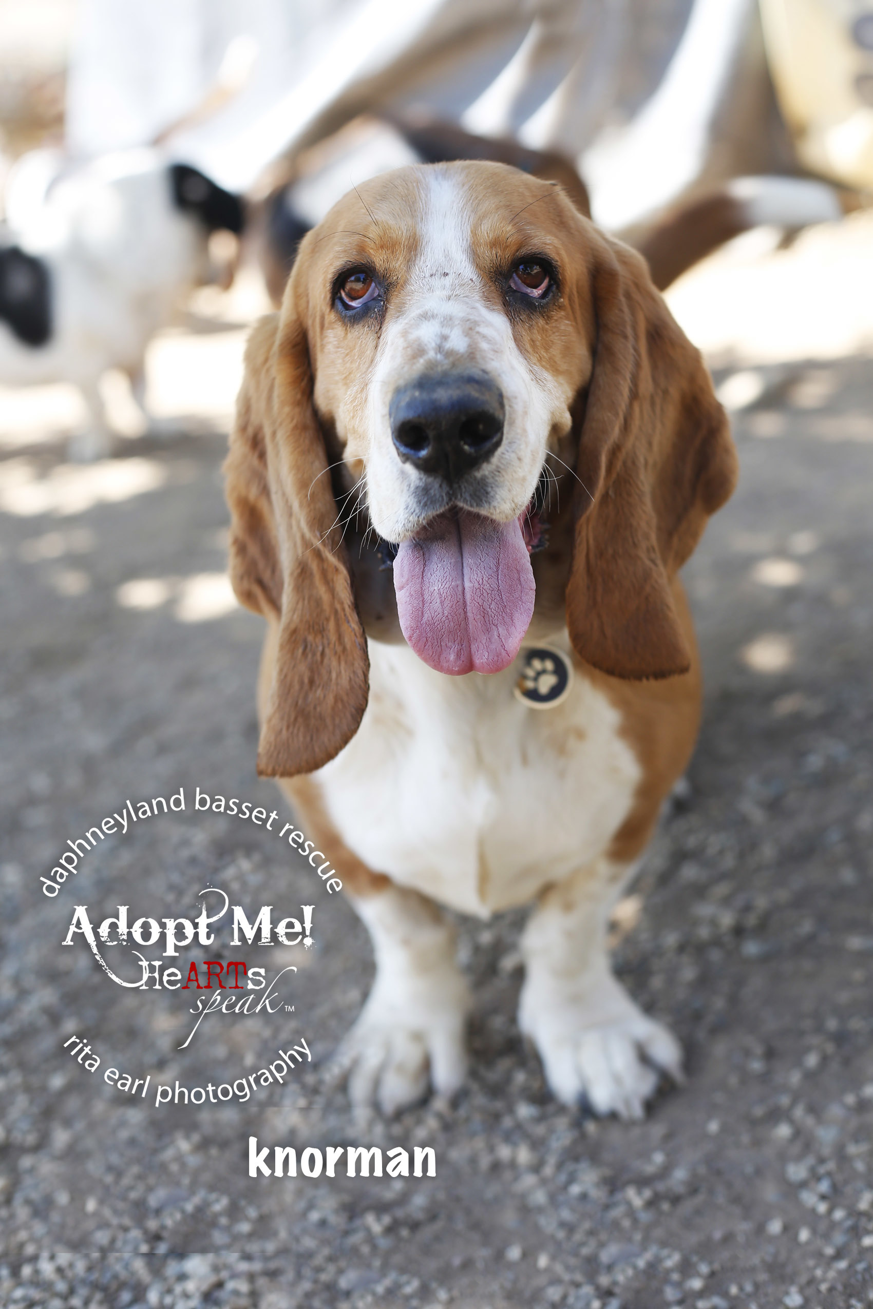 Knorman, an adoptable Basset Hound in Acton, CA, 93510 | Photo Image 1