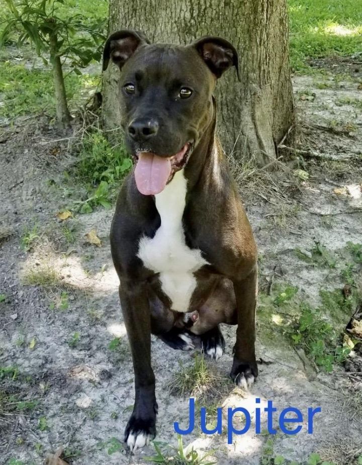 Dog For Adoption Jupiter A Staffordshire Bull Terrier Boxer Mix In Madisonville La Petfinder