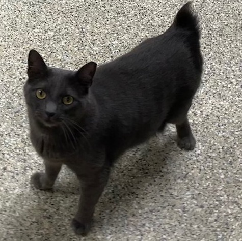 Black best sale manx cat