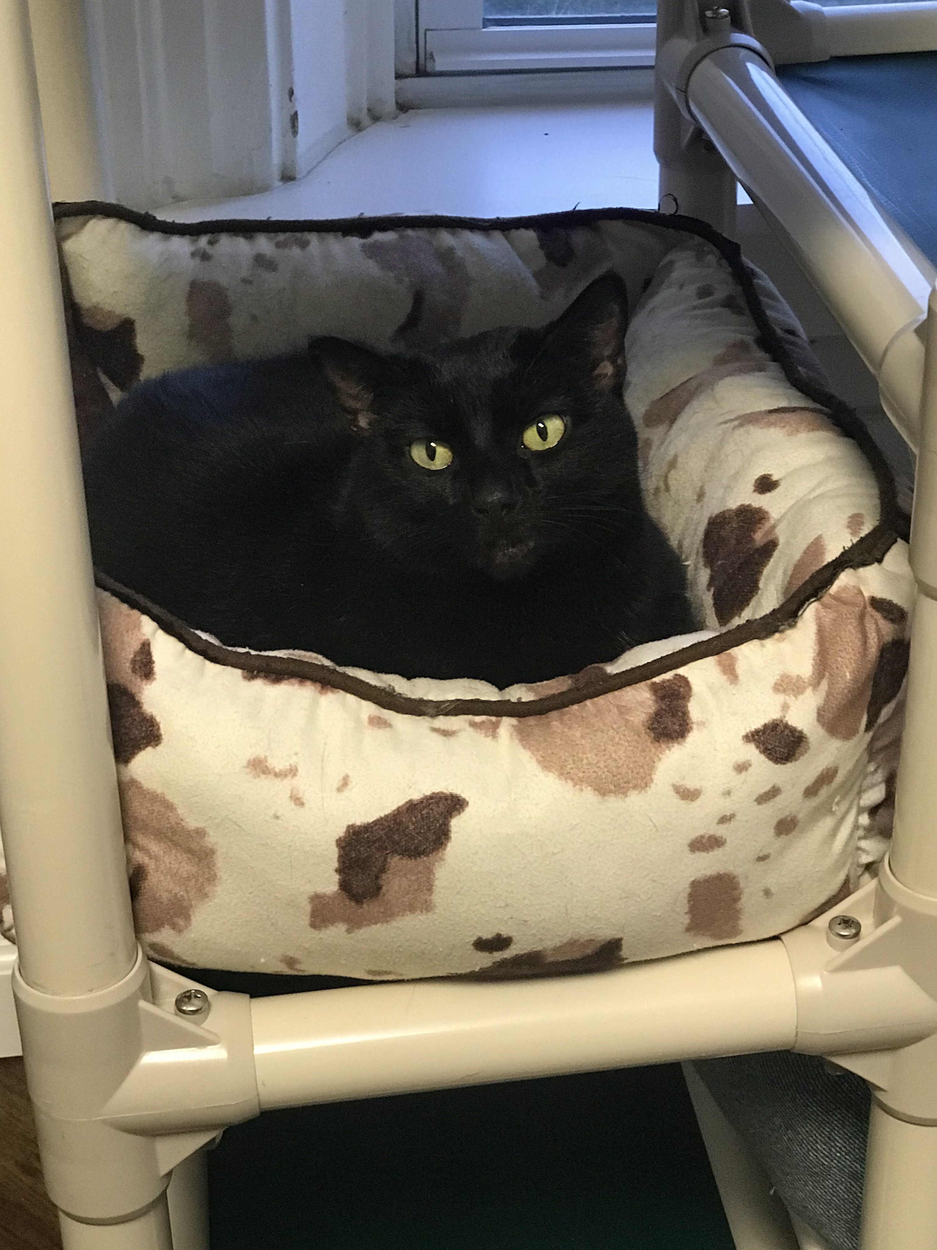 Twilight, an adoptable Domestic Short Hair in Greensburg, PA, 15601 | Photo Image 1