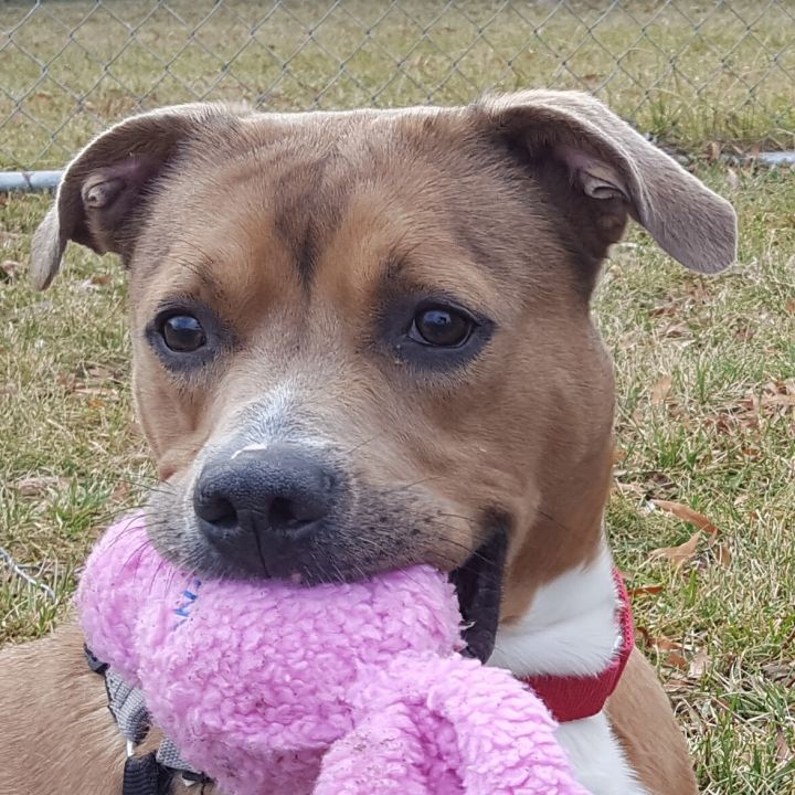 Hank the Boxer & Friends 