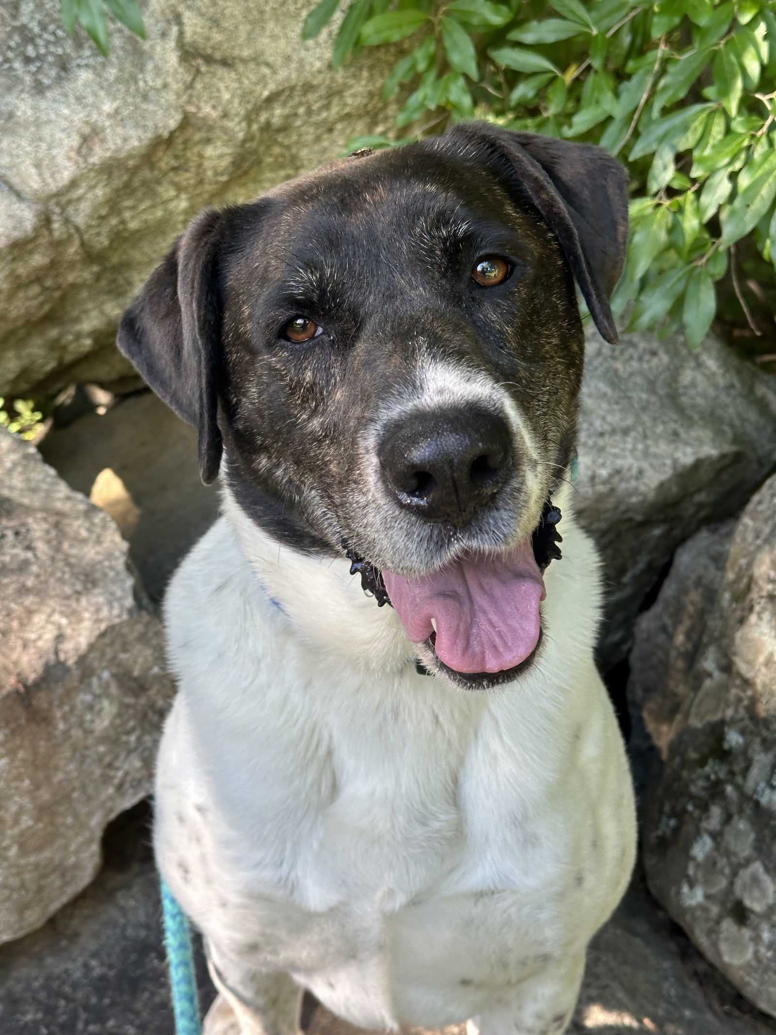 Huck Bailey, an adoptable Labrador Retriever in Rockaway, NJ, 07866 | Photo Image 1