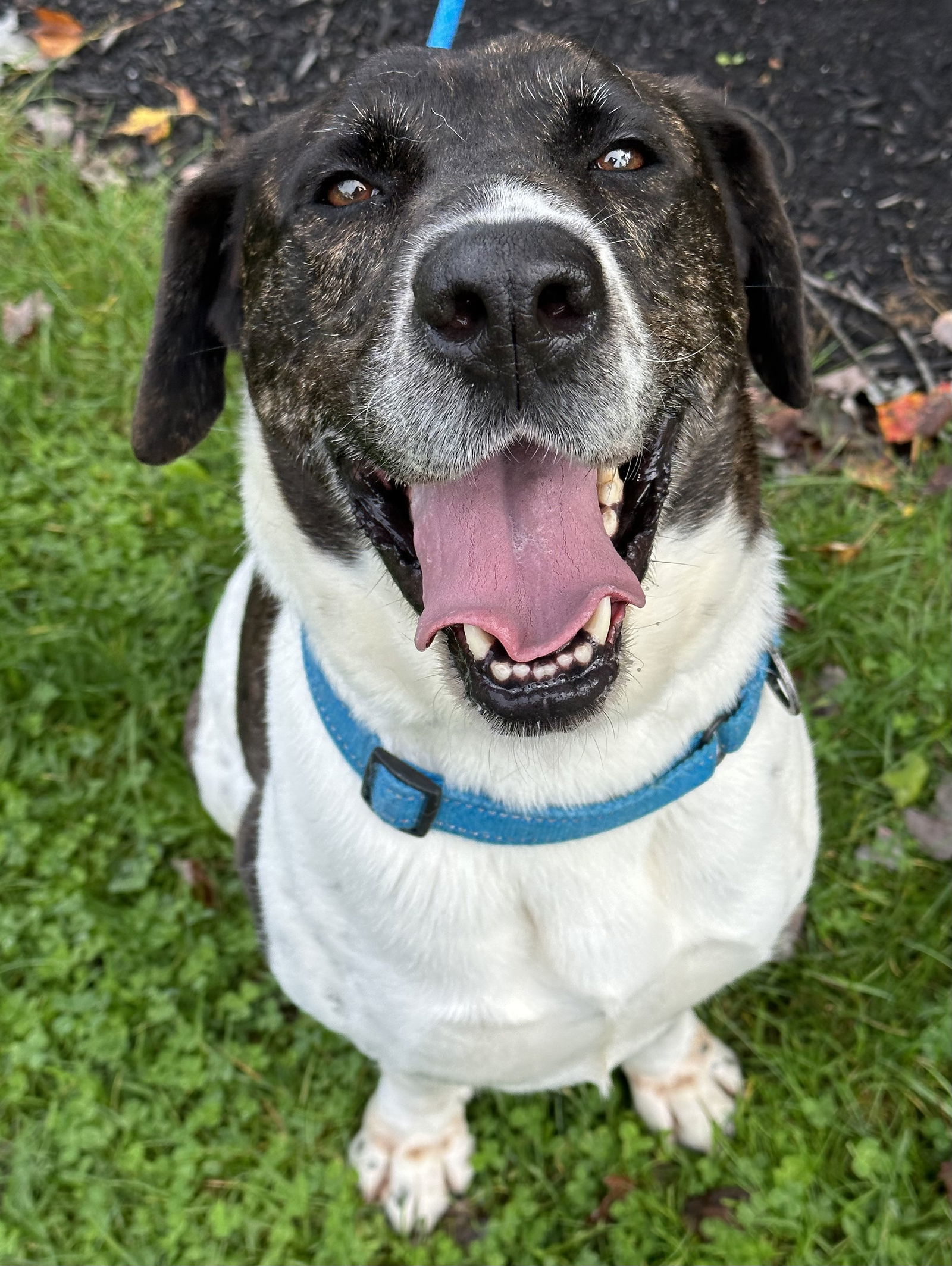 Huck Bailey, an adoptable Labrador Retriever in Rockaway, NJ, 07866 | Photo Image 2