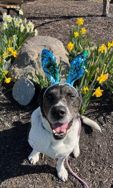 Huck Bailey, an adoptable Labrador Retriever in Rockaway, NJ, 07866 | Photo Image 2
