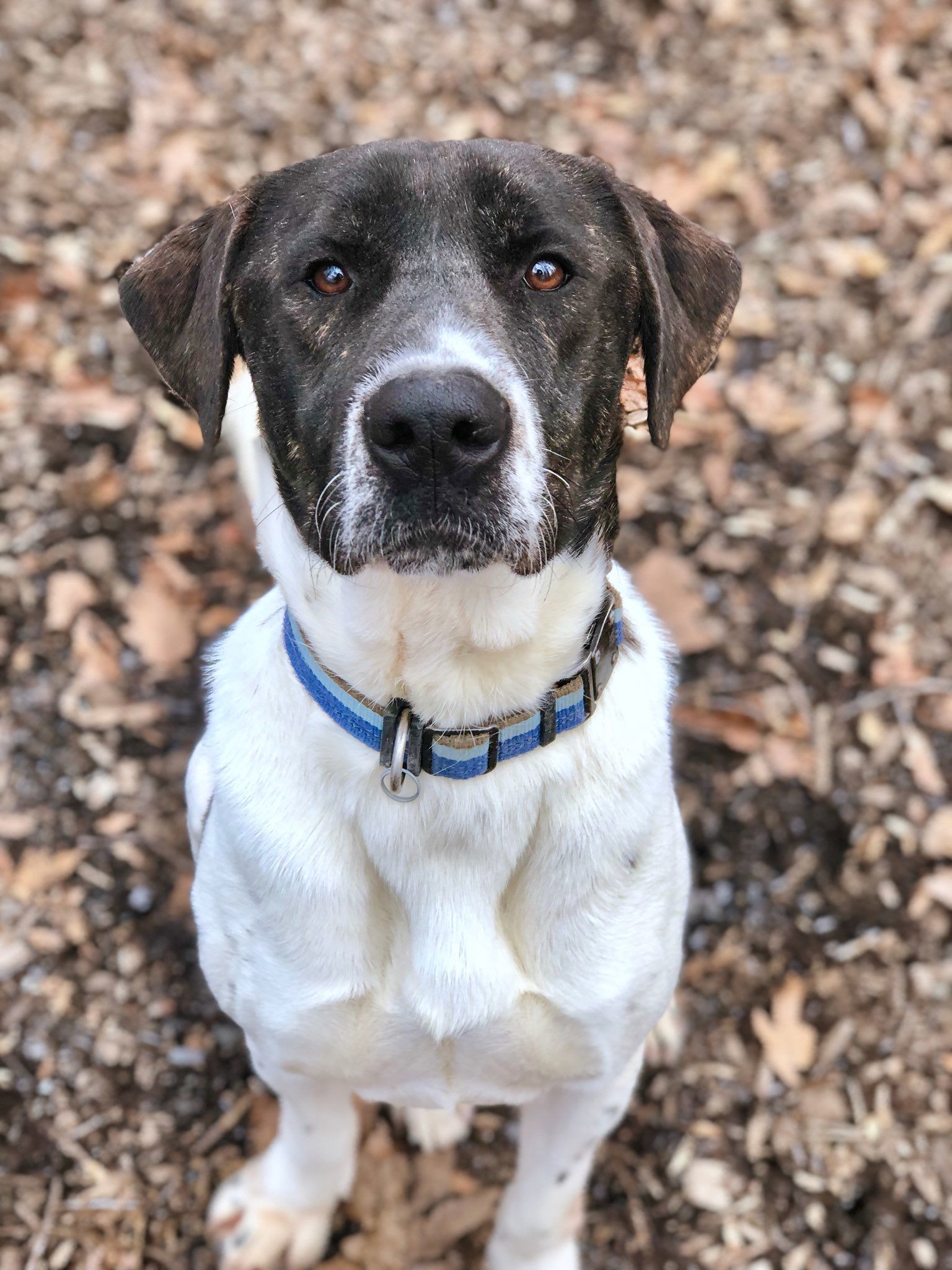 Huck Bailey, an adoptable Labrador Retriever in Rockaway, NJ, 07866 | Photo Image 3