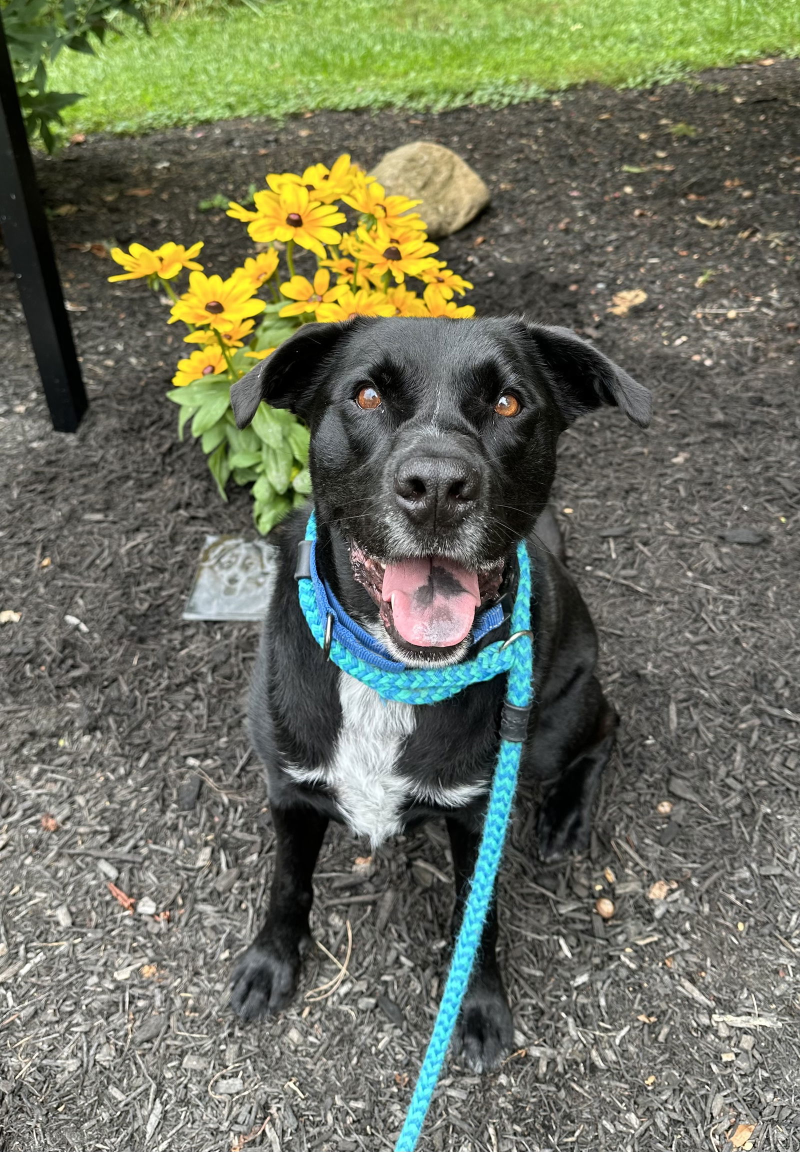 Lucky Havard, an adoptable Labrador Retriever, Australian Cattle Dog / Blue Heeler in Rockaway, NJ, 07866 | Photo Image 1