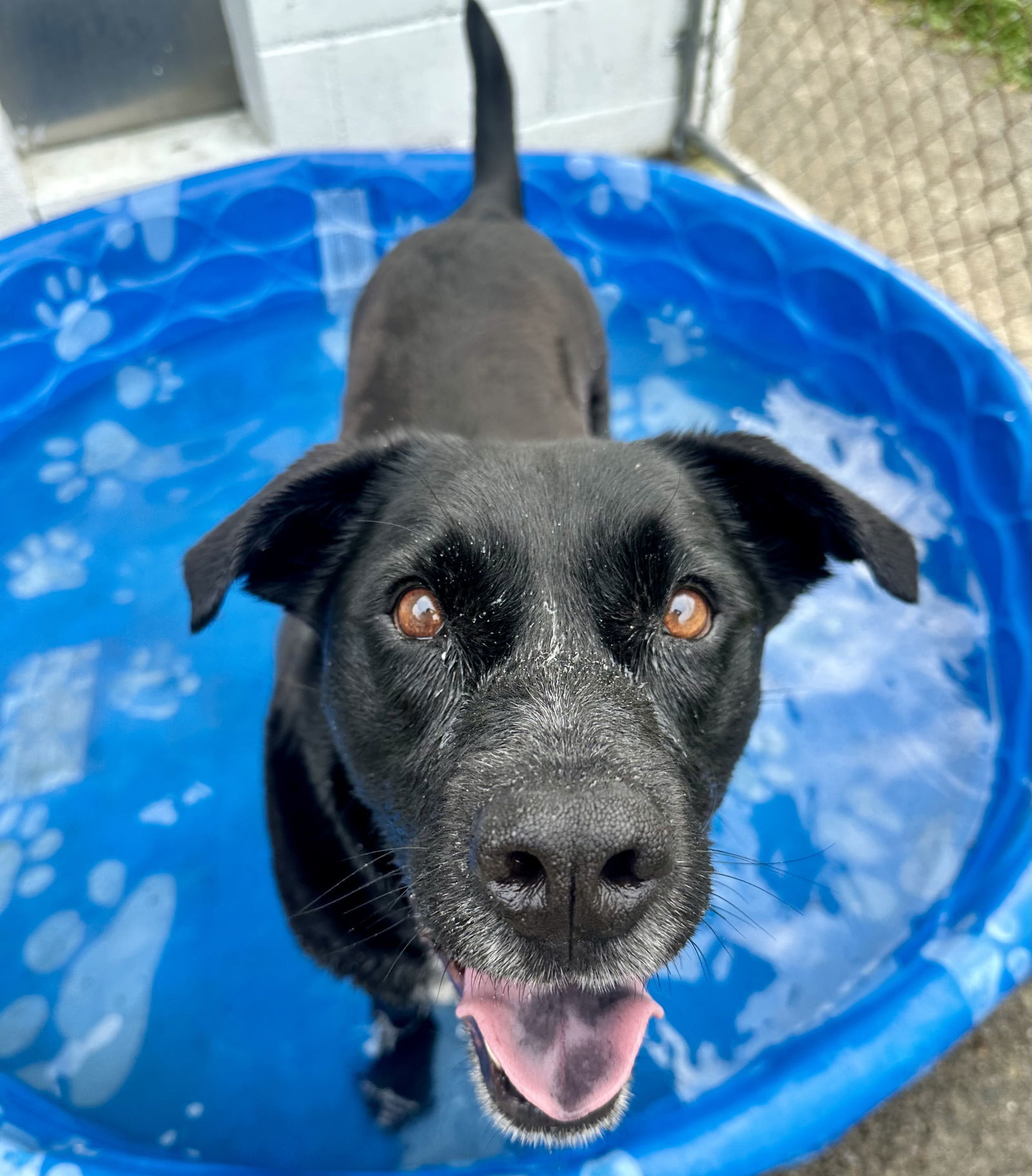 Lucky Havard, an adoptable Labrador Retriever, Australian Cattle Dog / Blue Heeler in Rockaway, NJ, 07866 | Photo Image 2