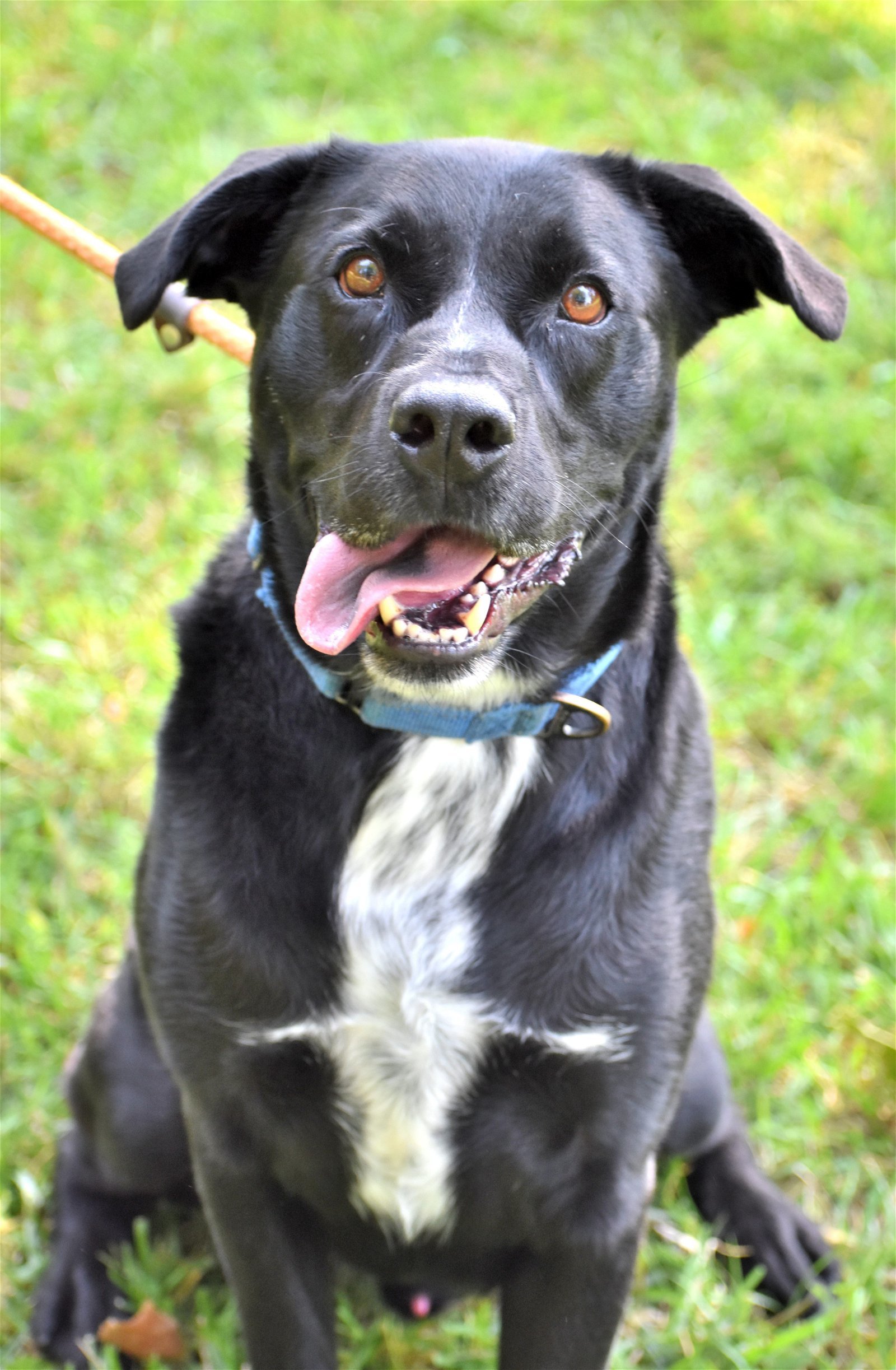 Lucky Havard, an adoptable Labrador Retriever, Australian Cattle Dog / Blue Heeler in Rockaway, NJ, 07866 | Photo Image 3
