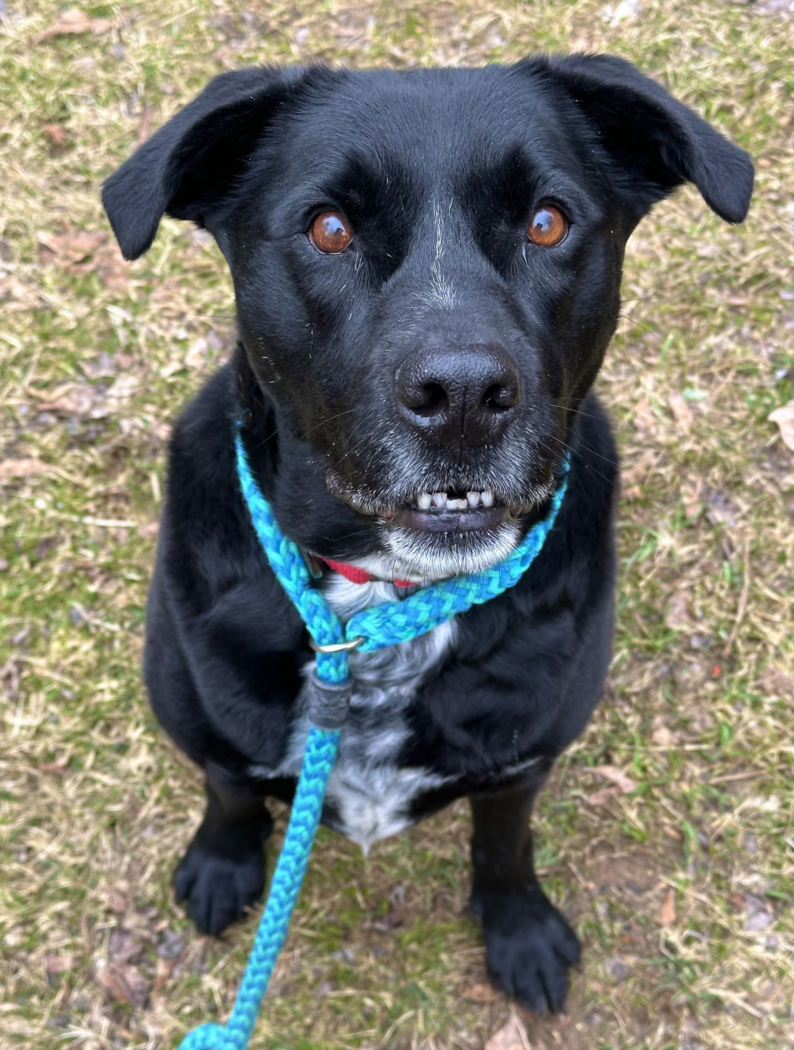 Lucky Havard, an adoptable Labrador Retriever, Australian Cattle Dog / Blue Heeler in Rockaway, NJ, 07866 | Photo Image 3