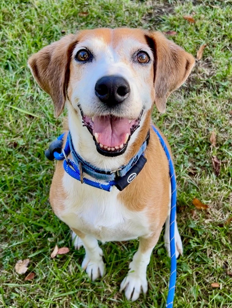 Pongo Beaufort, an adoptable Retriever, Hound in Rockaway, NJ, 07866 | Photo Image 1