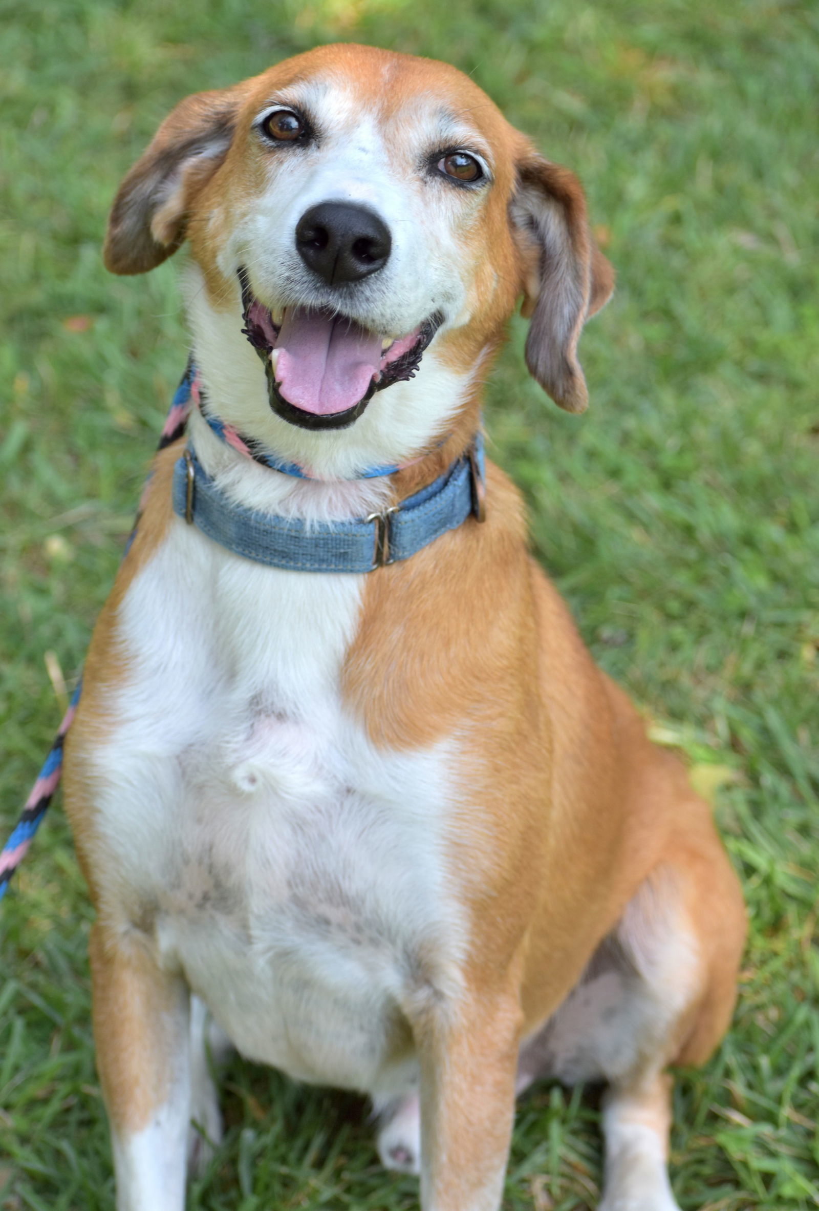 Pongo Beaufort, an adoptable Retriever, Hound in Rockaway, NJ, 07866 | Photo Image 2