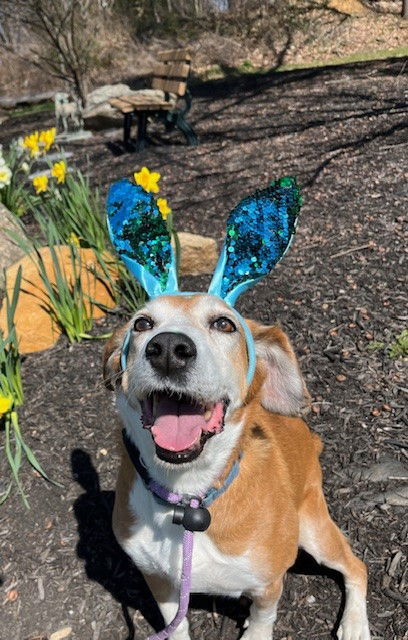 Pongo Beaufort, an adoptable Retriever, Hound in Rockaway, NJ, 07866 | Photo Image 2