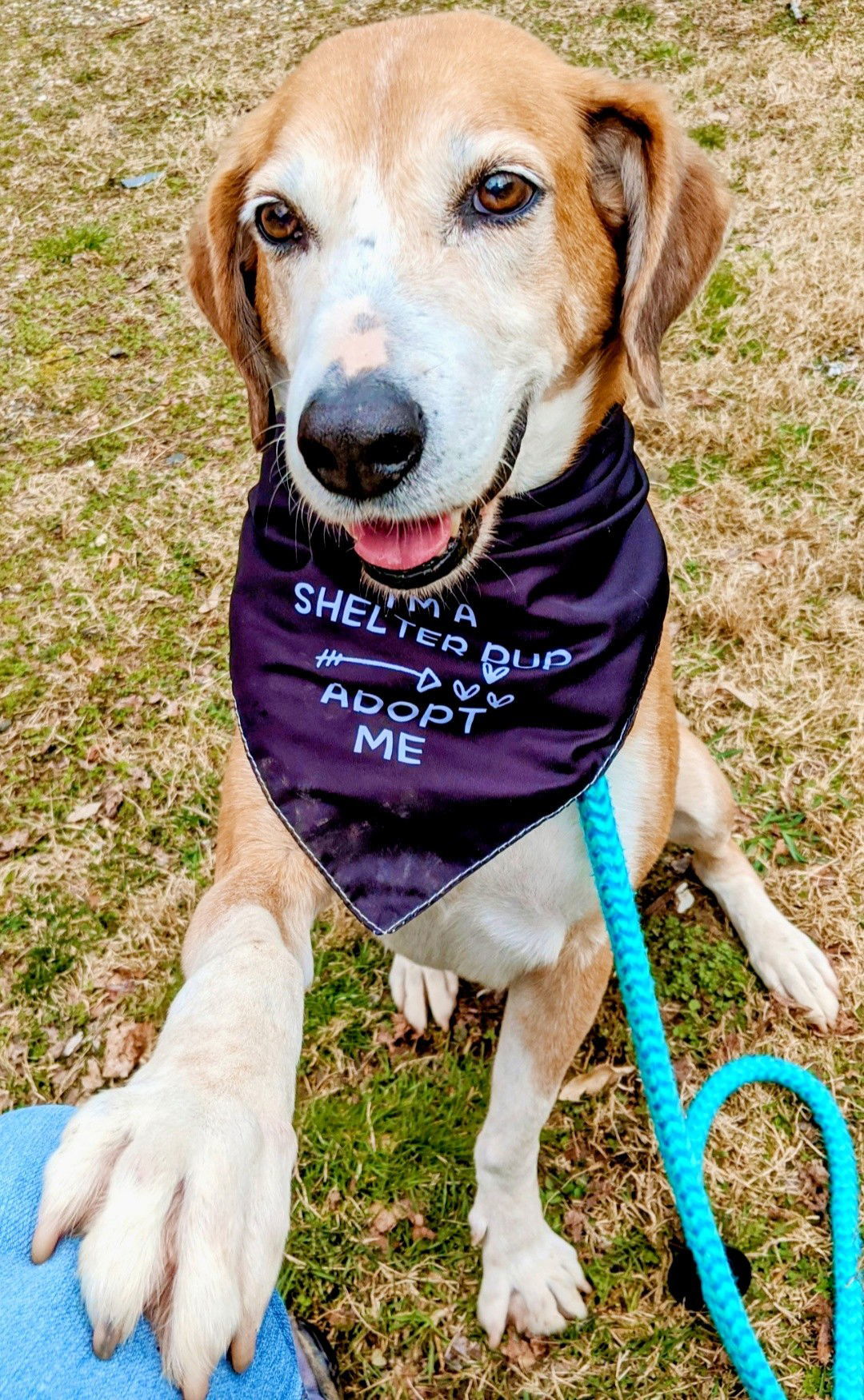 Pongo Beaufort, an adoptable Retriever, Hound in Rockaway, NJ, 07866 | Photo Image 2