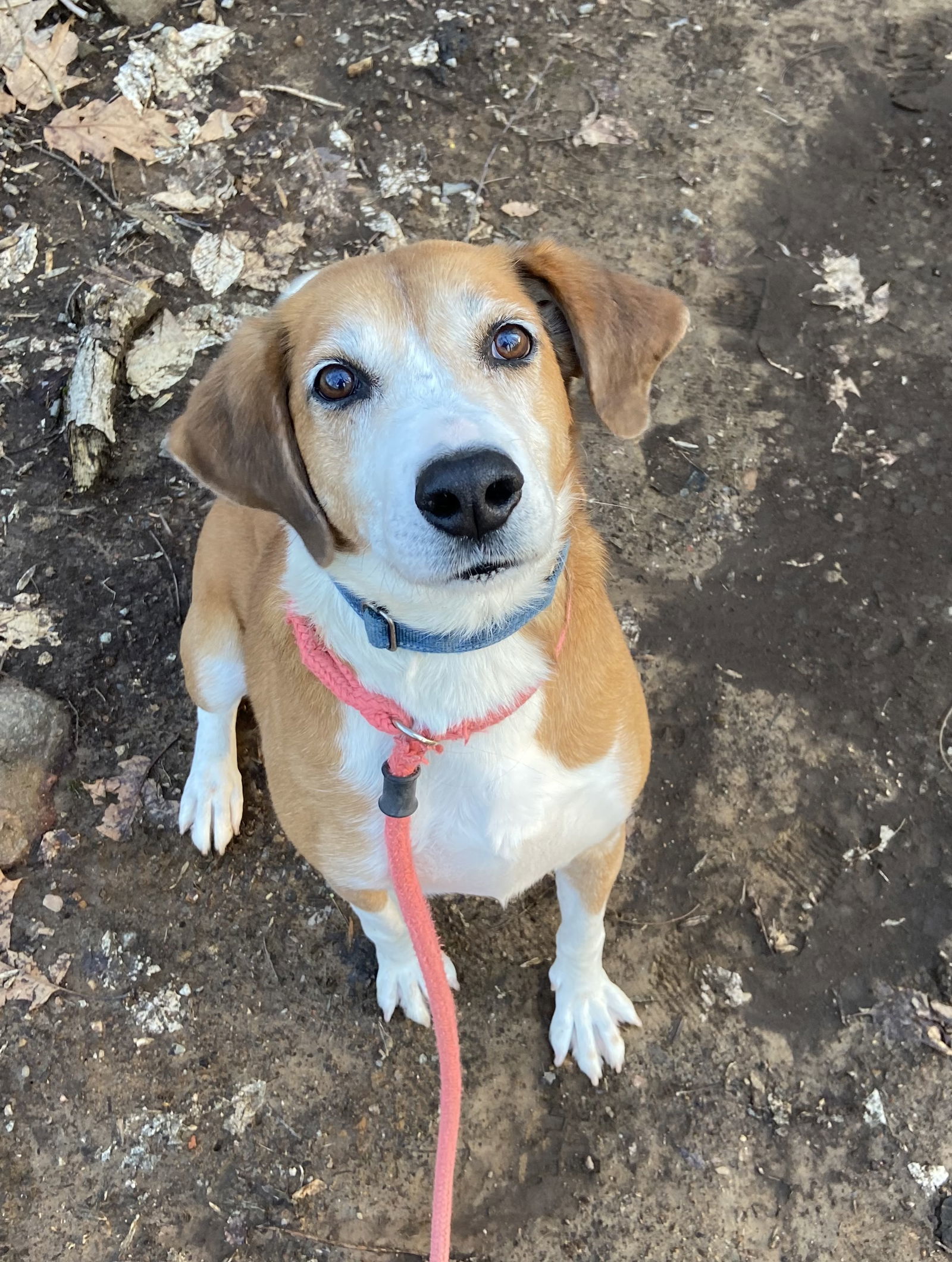 Pongo Beaufort, an adoptable Retriever, Hound in Rockaway, NJ, 07866 | Photo Image 3