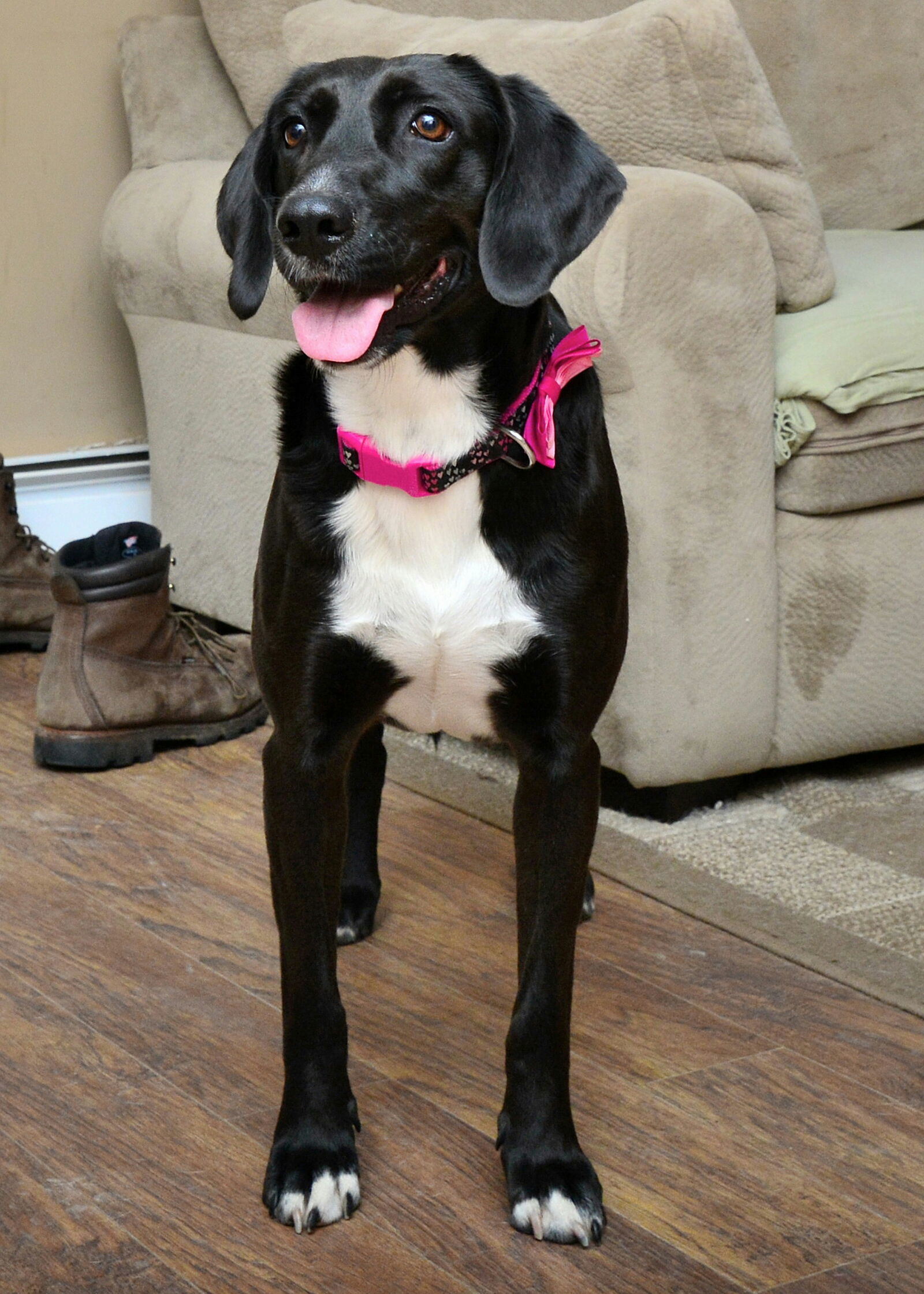 Hannah Steele, an adoptable Labrador Retriever, Hound in Rockaway, NJ, 07866 | Photo Image 1