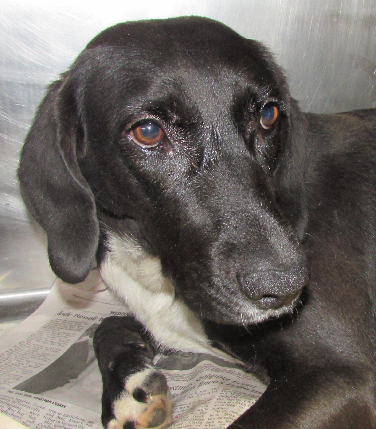 Hannah Steele, an adoptable Labrador Retriever, Hound in Rockaway, NJ, 07866 | Photo Image 3