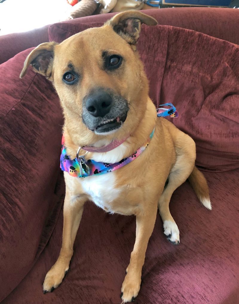 Shelby (SADIE), an adoptable Shepherd in Rockaway, NJ, 07866 | Photo Image 1