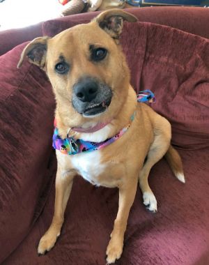 Shelby (SADIE), Adult Female Shepherd