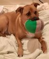 Shelby (SADIE) photo 2
