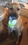 Shelby (SADIE) photo 3