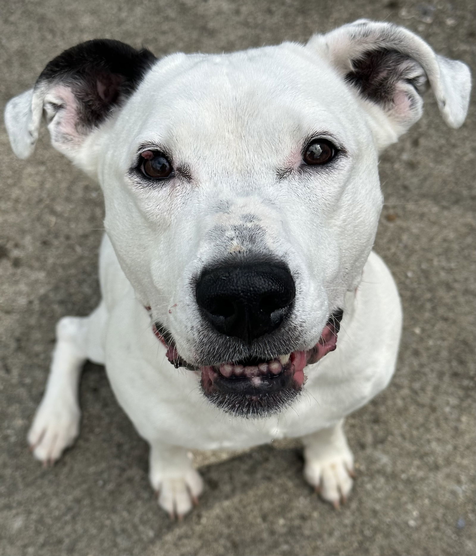 Lucy Ross, an adoptable Boxer, Pit Bull Terrier in Rockaway, NJ, 07866 | Photo Image 1