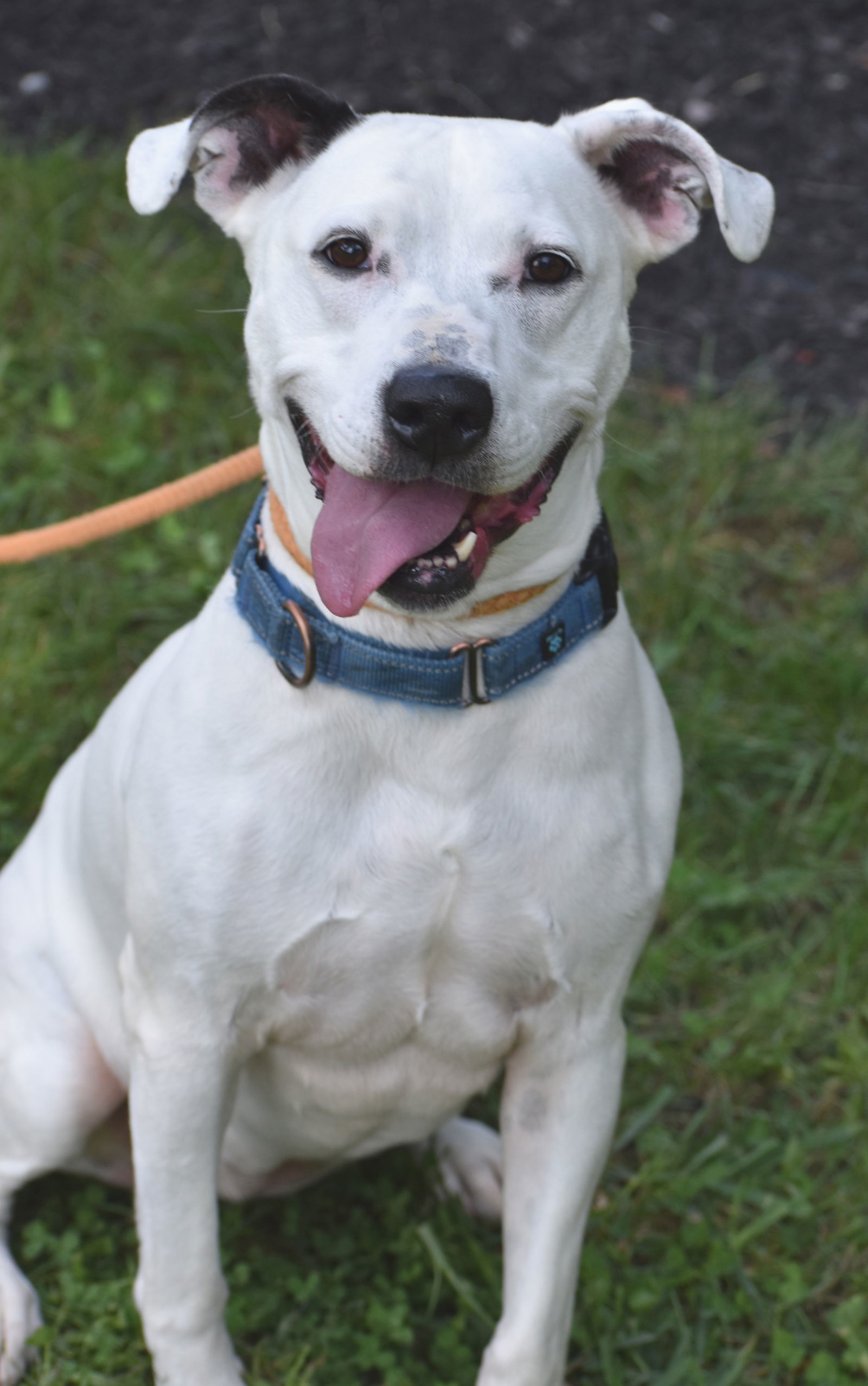 Lucy Ross, an adoptable Boxer, Pit Bull Terrier in Rockaway, NJ, 07866 | Photo Image 3