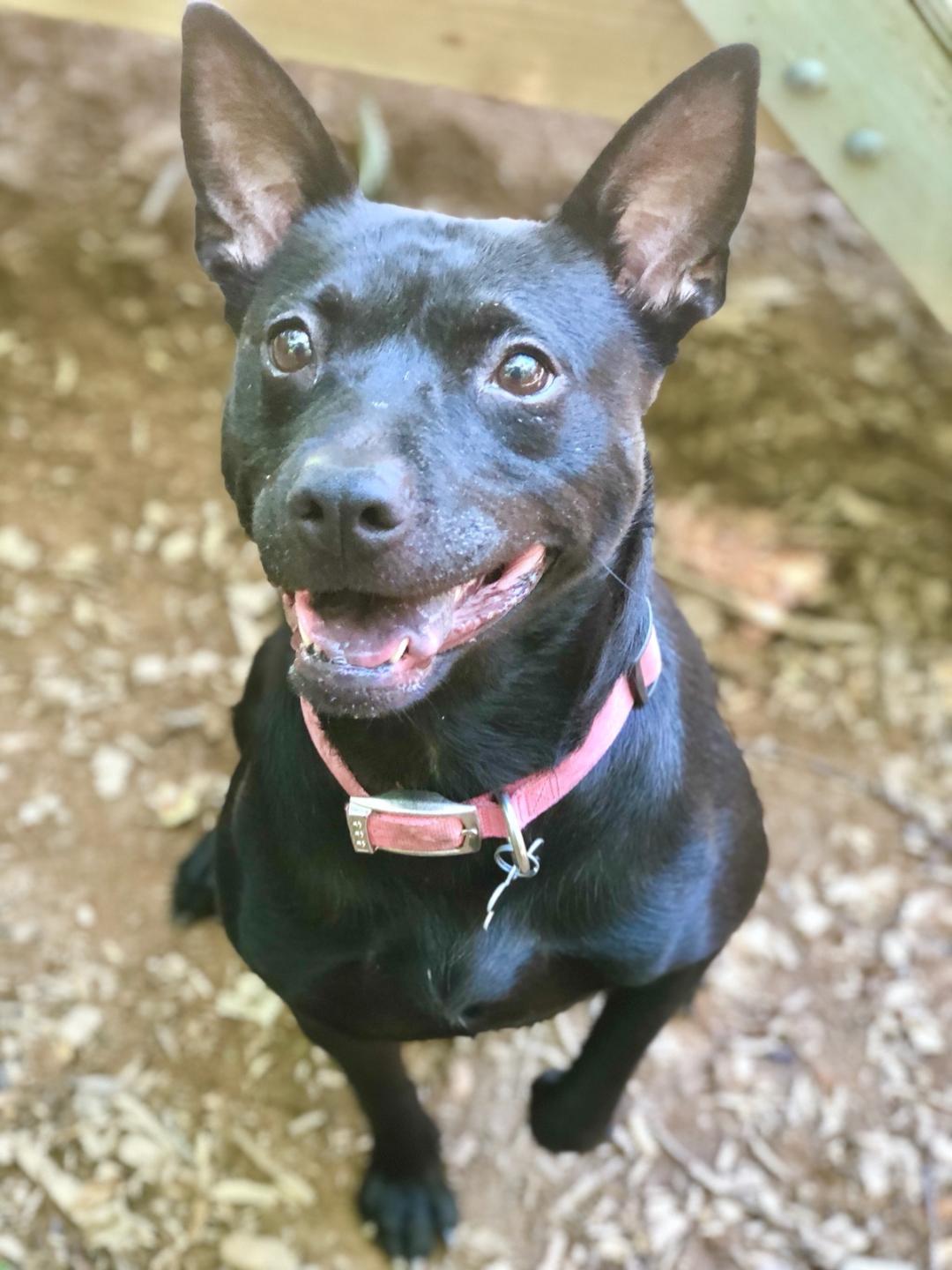 Diamond Beaufort, an adoptable Shepherd, Terrier in Rockaway, NJ, 07866 | Photo Image 2