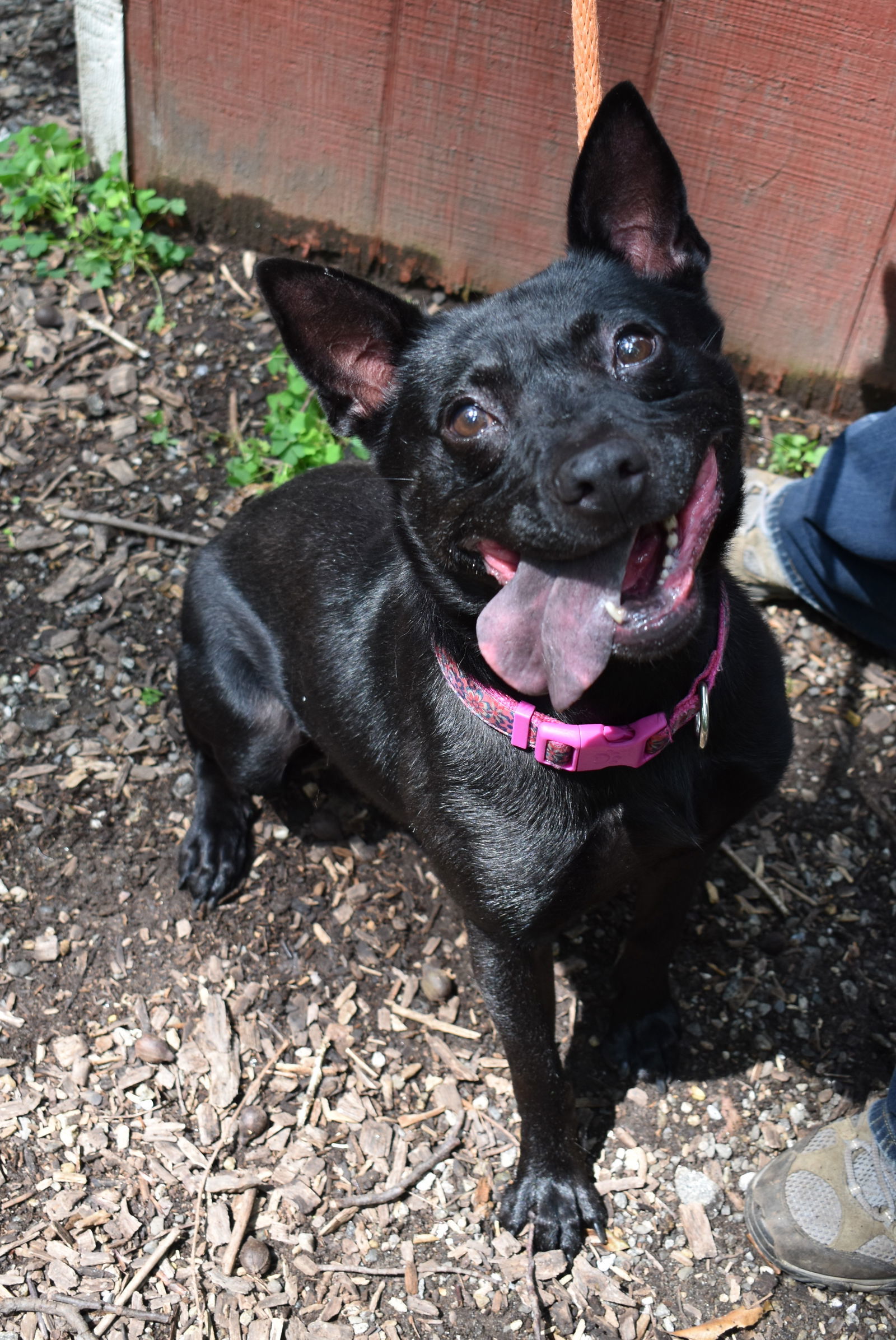 Diamond Beaufort, an adoptable Shepherd, Terrier in Rockaway, NJ, 07866 | Photo Image 3