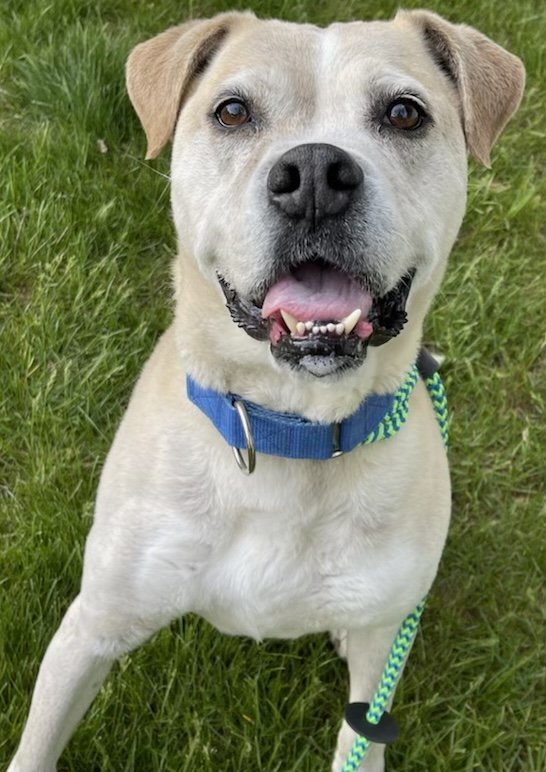Dillon Spalding, an adoptable American Bulldog, Labrador Retriever in Rockaway, NJ, 07866 | Photo Image 1