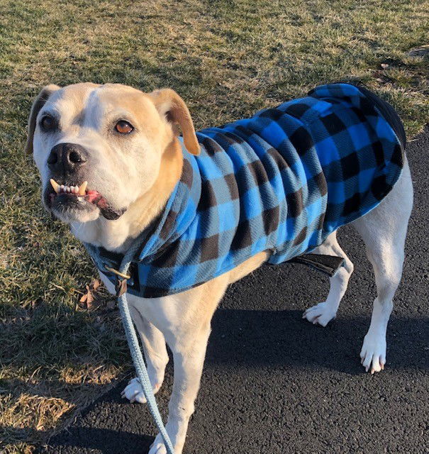 Dillon Spalding, an adoptable American Bulldog, Labrador Retriever in Rockaway, NJ, 07866 | Photo Image 2