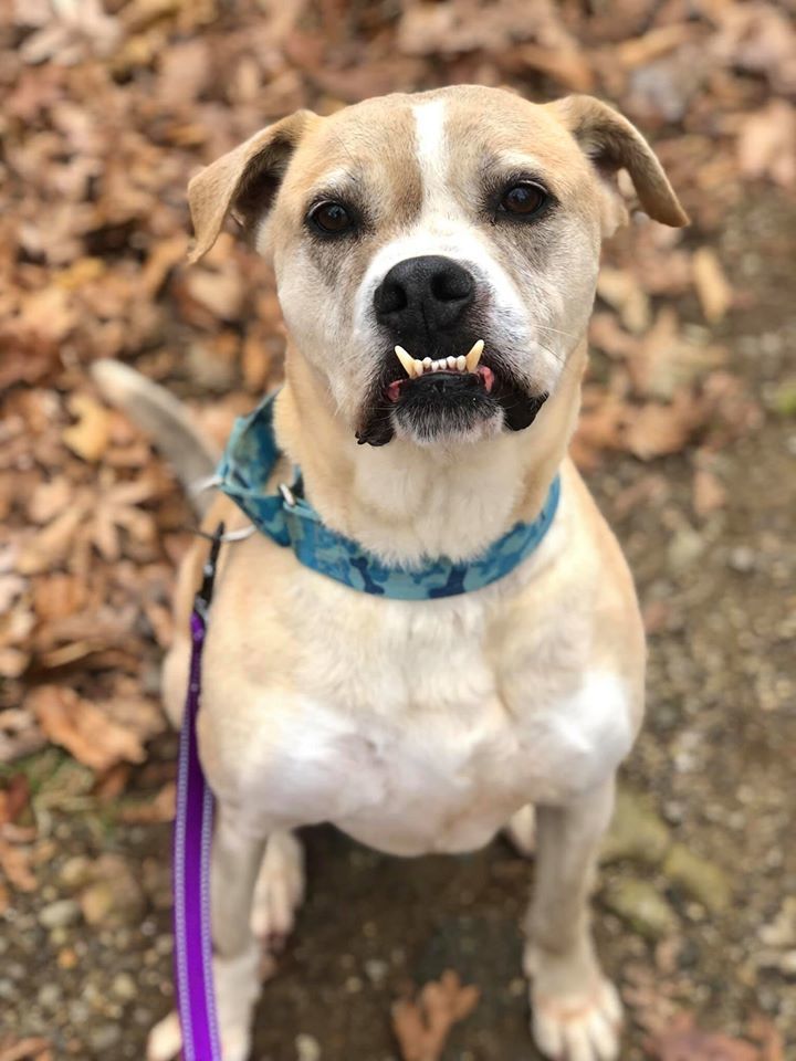 Dillon Spalding, an adoptable American Bulldog, Labrador Retriever in Rockaway, NJ, 07866 | Photo Image 3