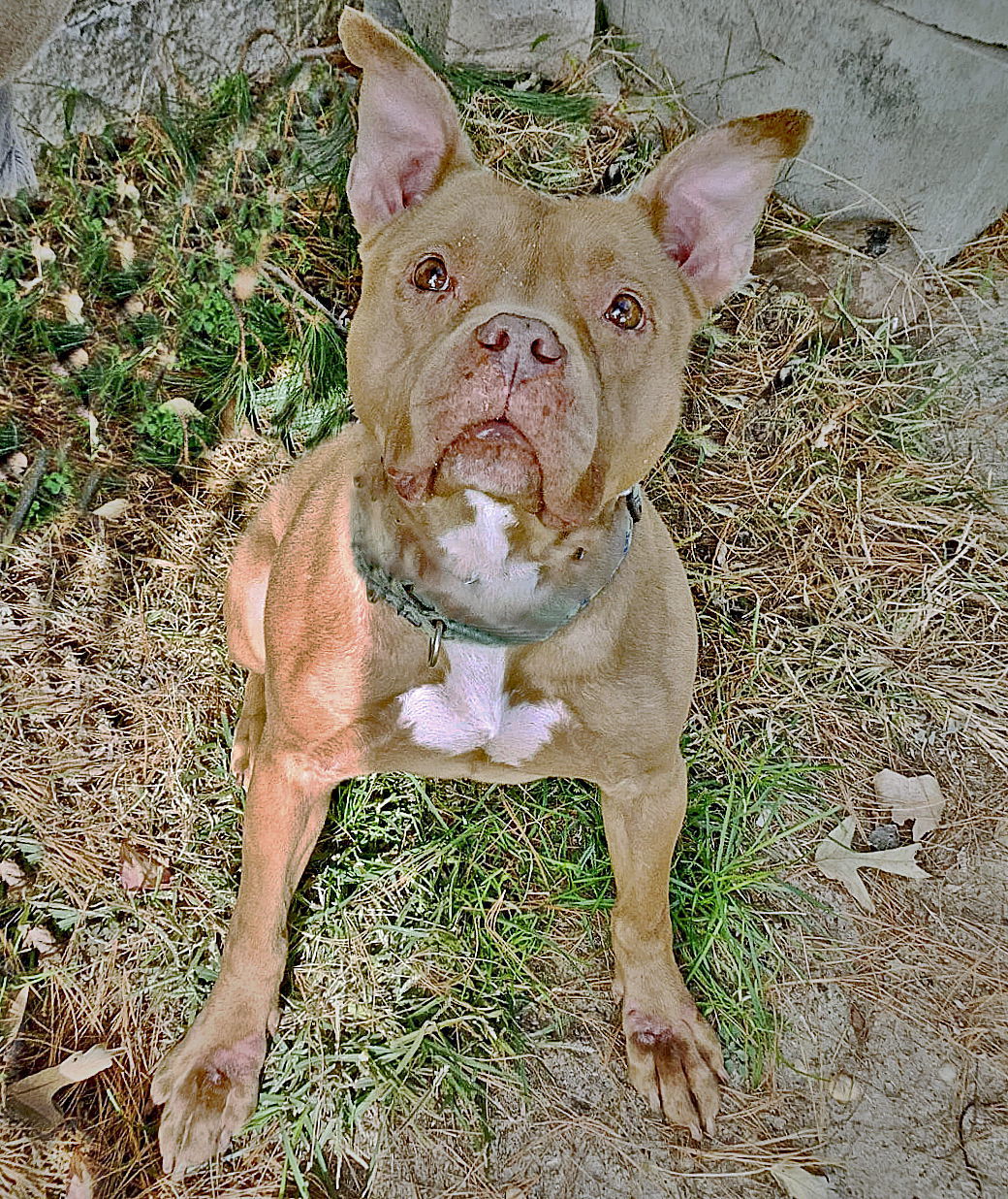 Sebastian, an adoptable Staffordshire Bull Terrier, Labrador Retriever in Spring Lake, NJ, 07730 | Photo Image 2