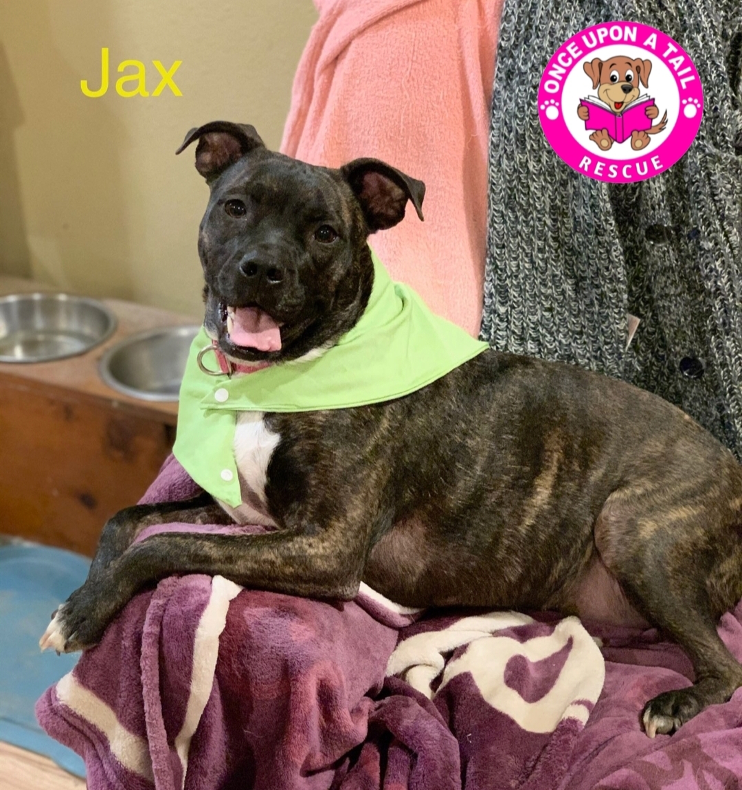 JAX, an adoptable Catahoula Leopard Dog, Boxer in Madisonville, LA, 70447 | Photo Image 2