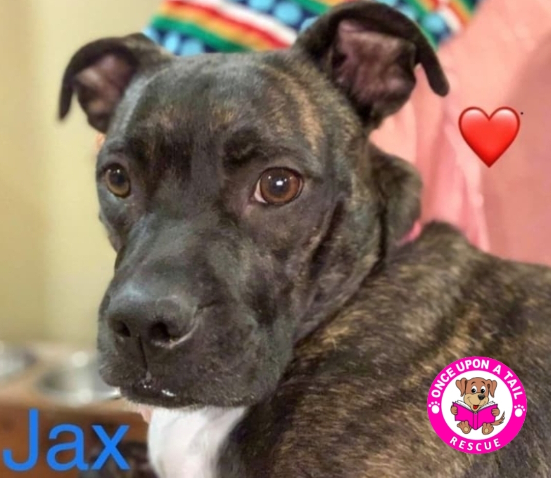 JAX, an adoptable Catahoula Leopard Dog, Boxer in Madisonville, LA, 70447 | Photo Image 3