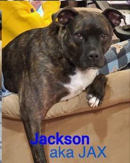 JAX, an adoptable Catahoula Leopard Dog, Boxer in Madisonville, LA, 70447 | Photo Image 5